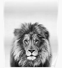 Lion Poster