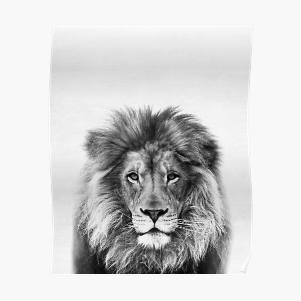 Lion Poster