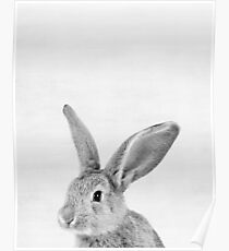 Rabbit Poster