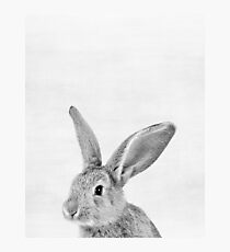 Hase Fotodruck