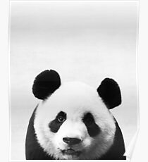 Panda Poster
