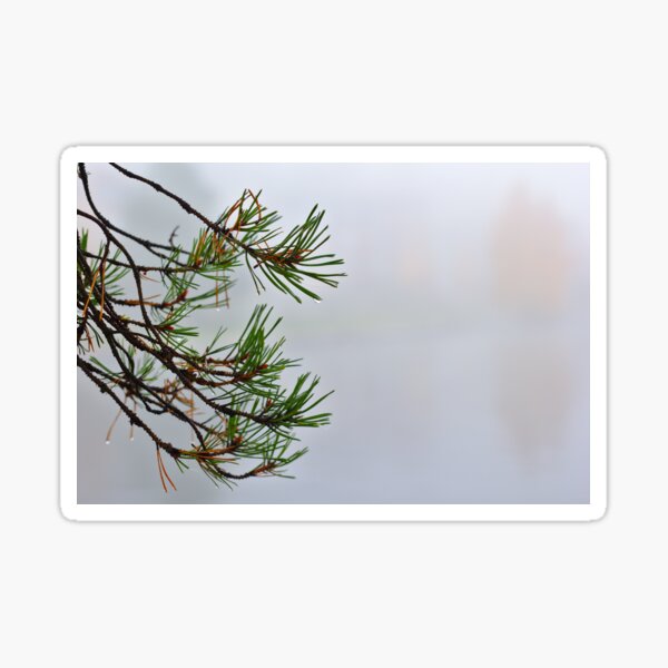 Pine tree branch with a misty autumn backtround. Sticker