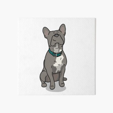 French bulldog with a turquoise collar Art Board Print
