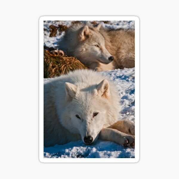 Arctic Wolves Sticker