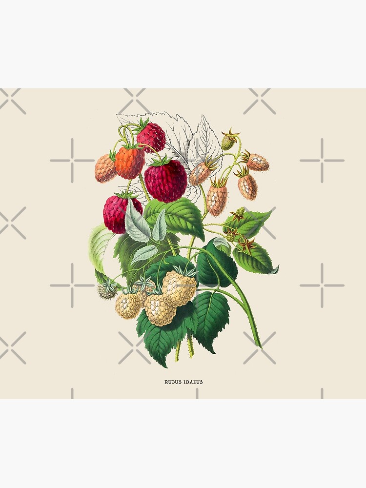 Raspberry Botanical 
