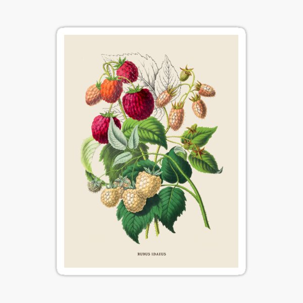 Item preview, Red Raspberry Antique Botanical Illustration designed and sold by Antiquated Art.