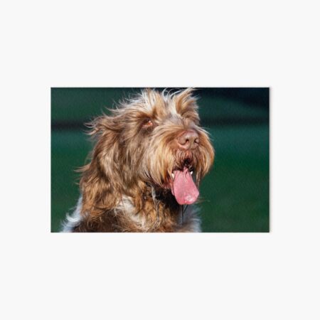 Happy slobber Spinone Art Board Print
