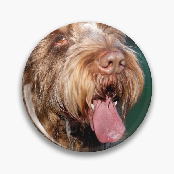 Item preview, Happy slobber Spinone by heidiannemorris © designed and sold by FOLK ART FUSION by heidiannemorris.