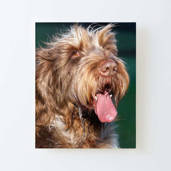 Happy slobber Spinone Canvas Mounted Print