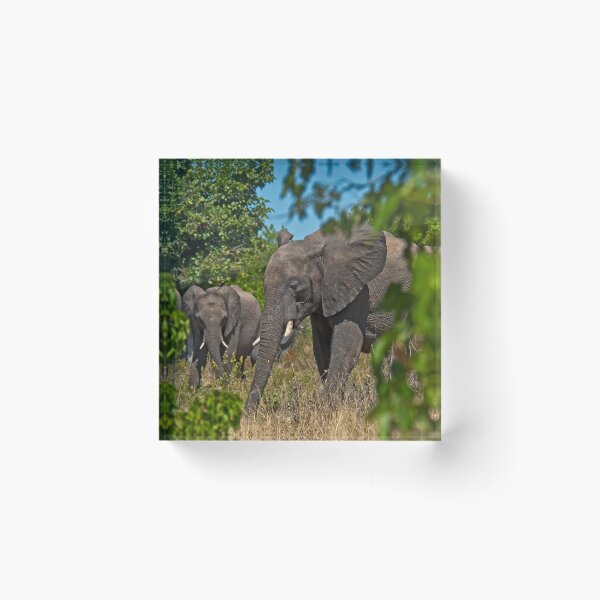 Item preview, Elephant country designed and sold by Out there! Photography.