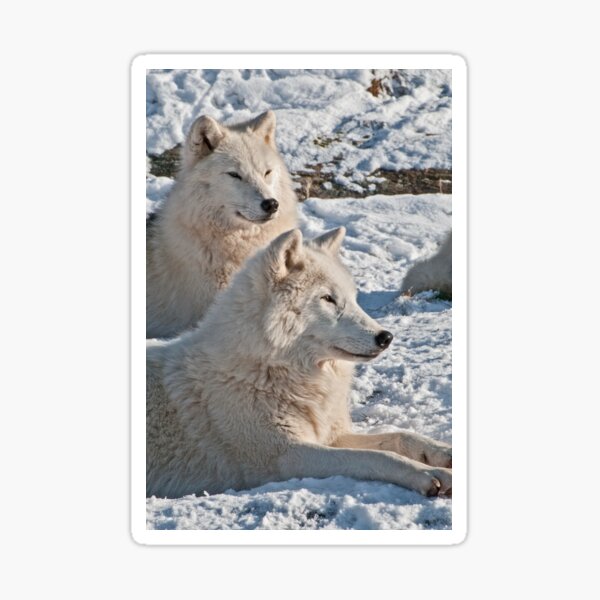 Arctic Wolves Sticker