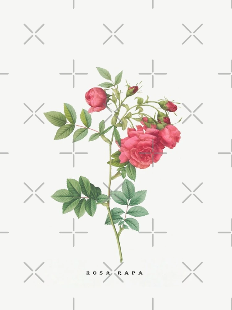 Thumbnail 4 of 4, iPhone Case, Turnip Roses, Rosa rapa from Les Roses. designed and sold by Aleksys.