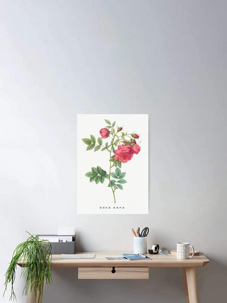 Thumbnail 2 of 3, Poster, Turnip Roses, Rosa rapa from Les Roses. designed and sold by Aleksys.