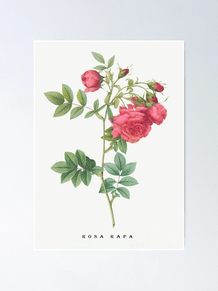 Thumbnail 1 of 3, Poster, Turnip Roses, Rosa rapa from Les Roses. designed and sold by Aleksys.