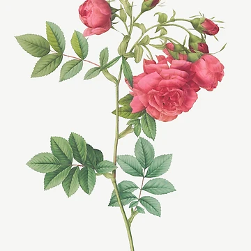 Artwork thumbnail, Turnip Roses, Rosa rapa from Les Roses. by Aleksys