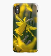 Lovely Daffodils iPhone Case/Skin