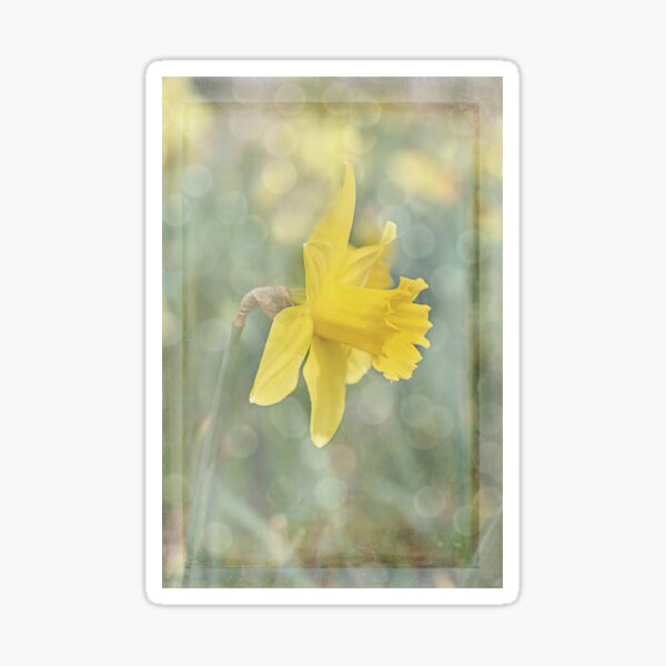Soft and Creamy Yellow Daffodil Sticker