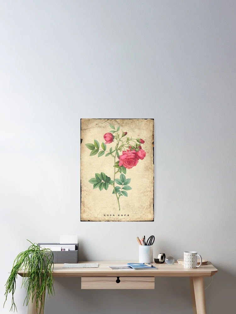 Thumbnail 2 of 3, Poster, Turnip Roses, Rosa rapa from Les Roses. designed and sold by Aleksys.