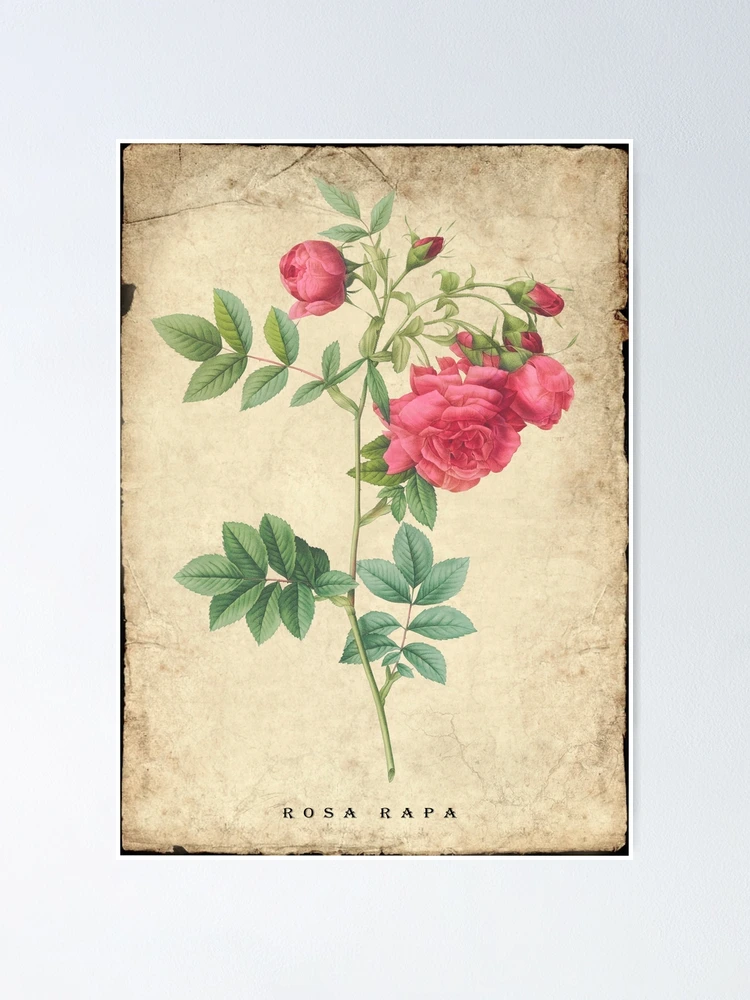 Thumbnail 1 of 3, Poster, Turnip Roses, Rosa rapa from Les Roses. designed and sold by Aleksys.