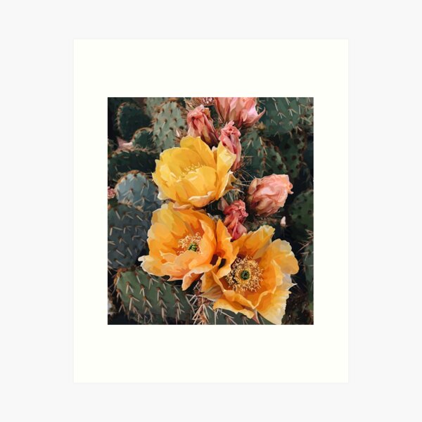 Cactus flowers Art Print