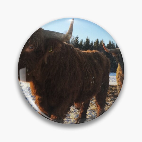 Item preview, Scottish Highland Cattle Bulls 2257 designed and sold by SaarelaHighland.