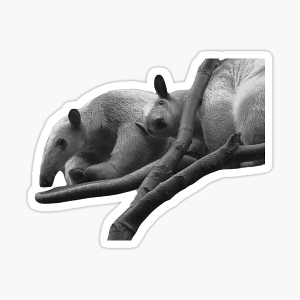 Flavvore Tamandua Pose | Sticker