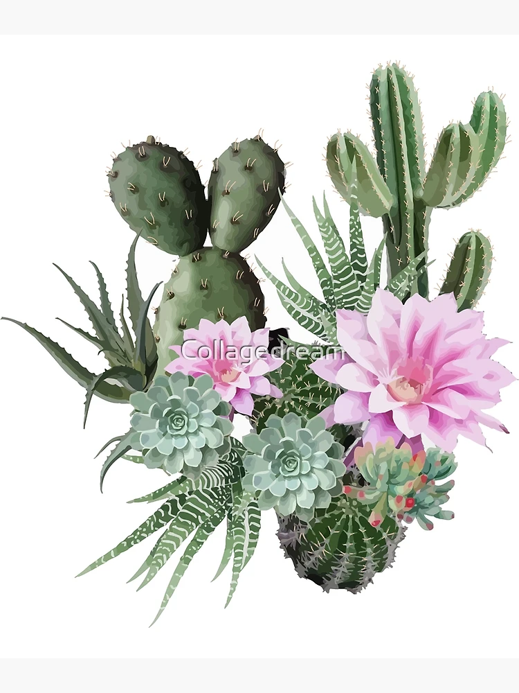 Puzzle Cactus et Succulentes / Cacti & Succulents