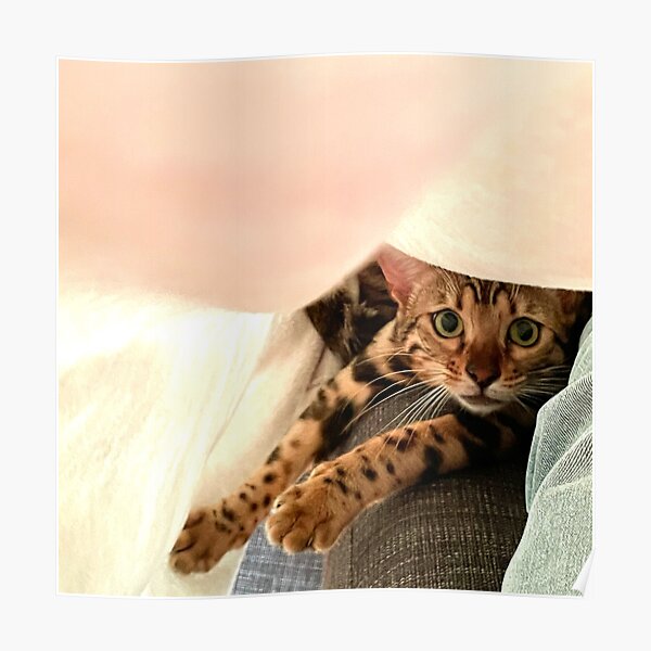 Gatos Posters Redbubble