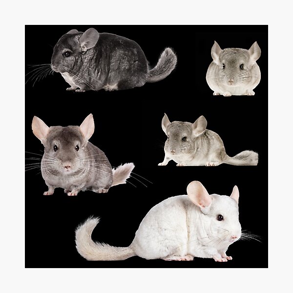 Artikelvorschau, Chinchilla-Aufkleberpaket entworfen und verkauft von M-Artie.