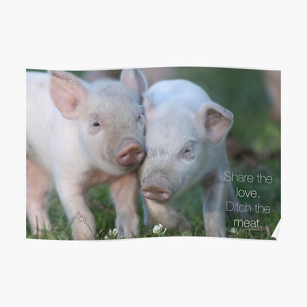 Cute Piglets Poster for Vegans/Vegetarians Poster