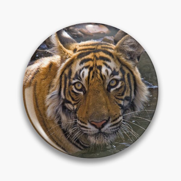 Item preview, Bengal Tiger (Panthera tigris) designed and sold by Out there! Photography.