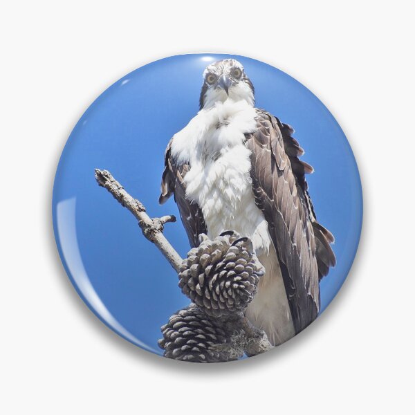 Item preview, Osprey Bird designed and sold by concettaellis.