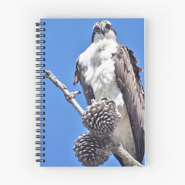 Item preview, Osprey Bird designed and sold by concettaellis.