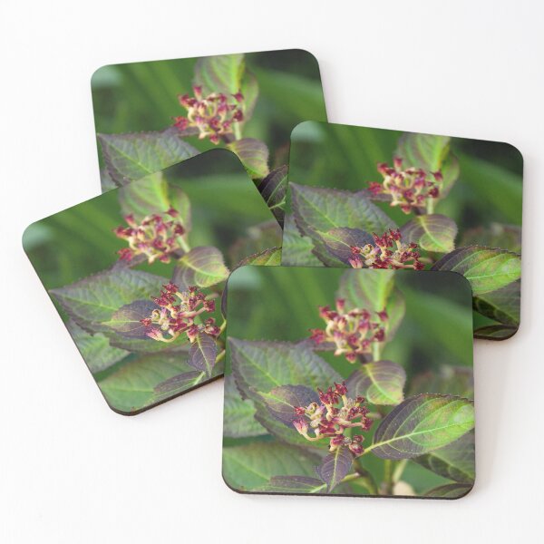 Item preview, Hydrangea • Botanical Surprises designed and sold by ArmDuno.