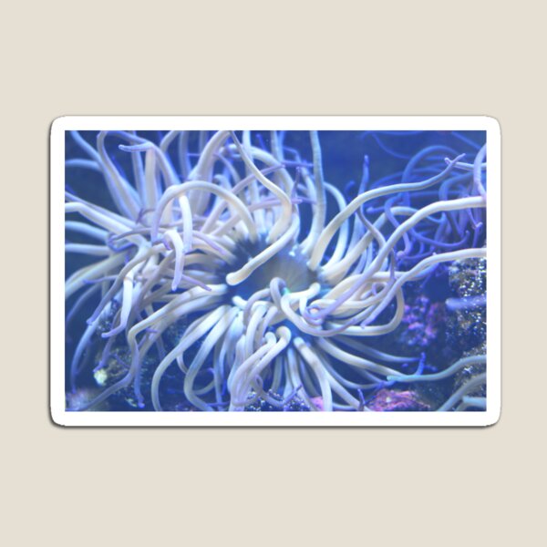 Item preview, Anemone designed and sold by FatHobbit.