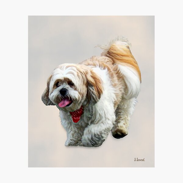 Item preview, Shih Tzu Walking designed and sold by Susan Savad.