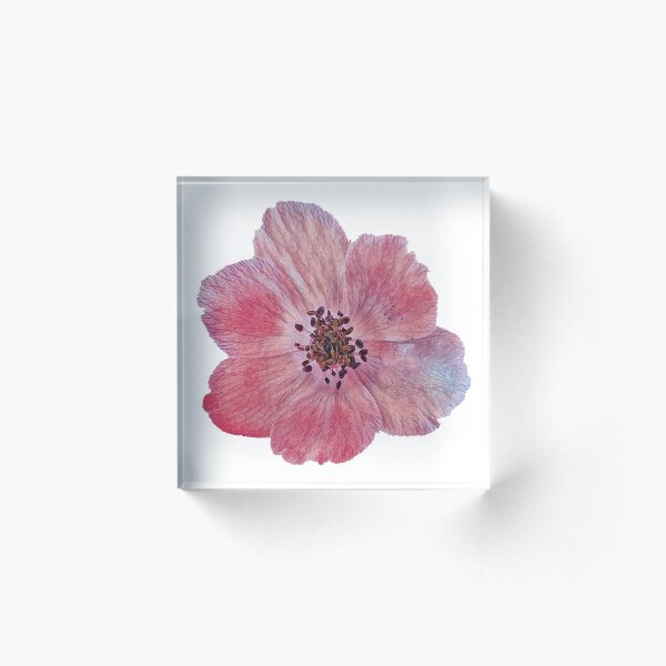 Anemone coronaria Acrylic Block