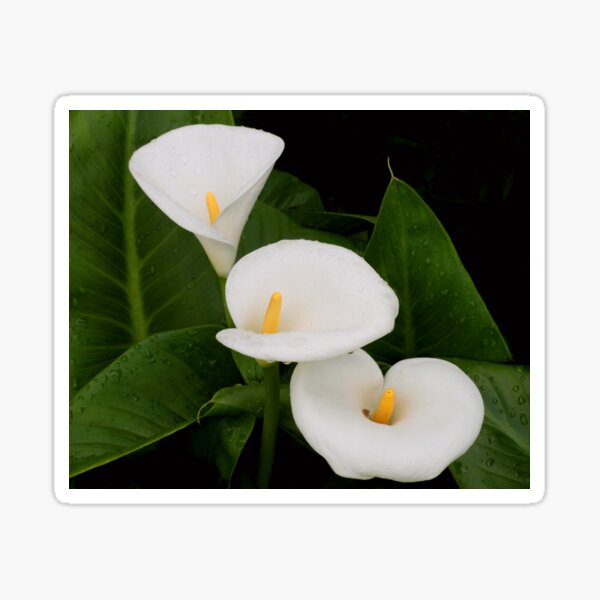 Arum lillies Sticker