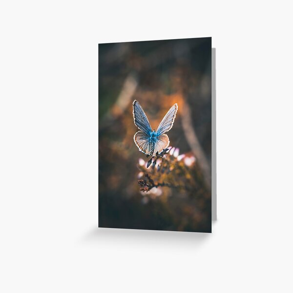 Macro of a blue butterfly sitting on a heather flower. Dark and moody scenery Greeting Card