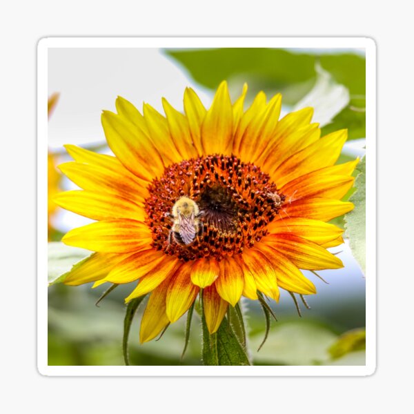 Bee on Sunflower Sticker