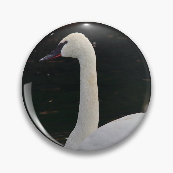 Item preview, Trumpeter Swan on Lake designed and sold by KMDavidPhoto.