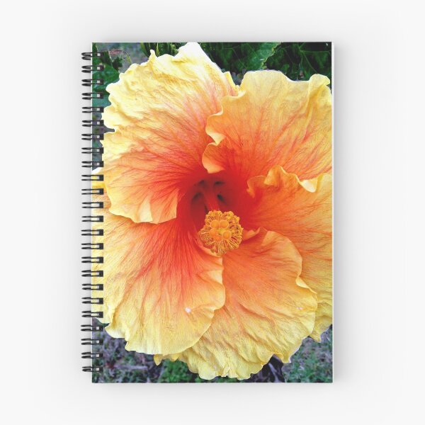 Item preview, Hibiscus, "Redland Sunset" ruffled designed and sold by Margaret  Hyde.
