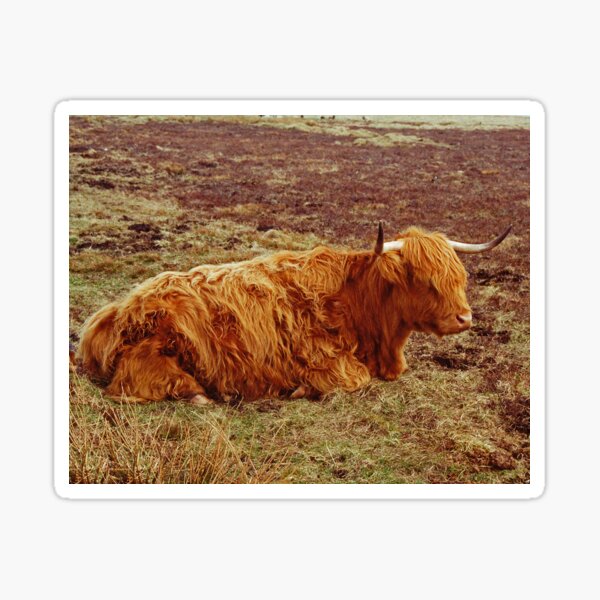 Item preview, Highland Cow, John O'Groats, U.K. designed and sold by Margaret  Hyde.