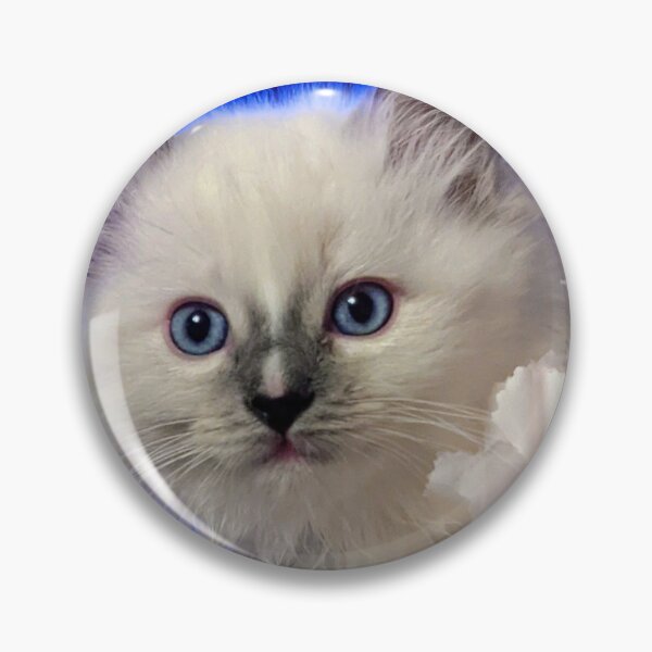 Item preview, Ragdoll kitten designed and sold by Fluffycat2020.