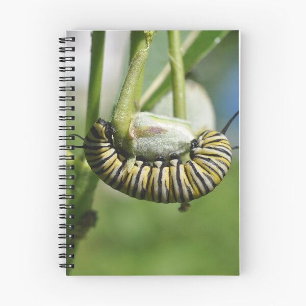 Artikelvorschau, Monarch Raupe entworfen und verkauft von Theophanes Avery.