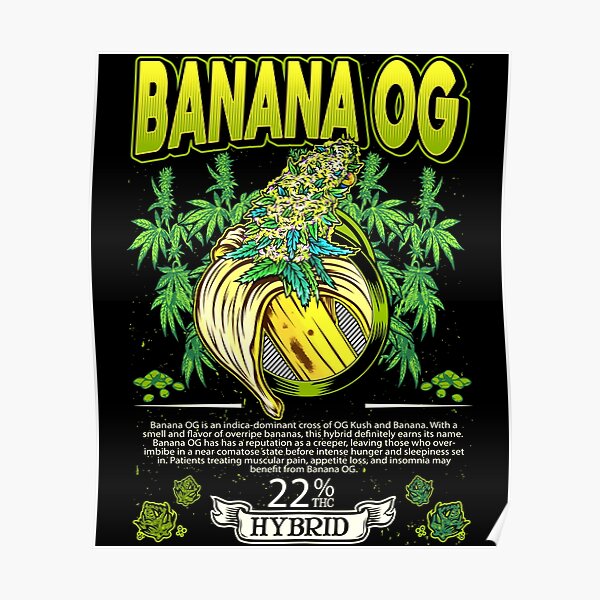 "Banana OG Hybrid Cross Banana OG Kush Cannabis Leaf Gift" Poster for