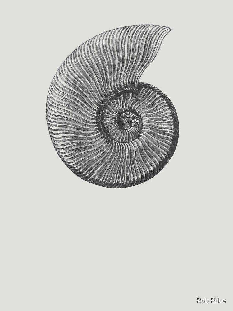 Ammonite Fossil by wanungara