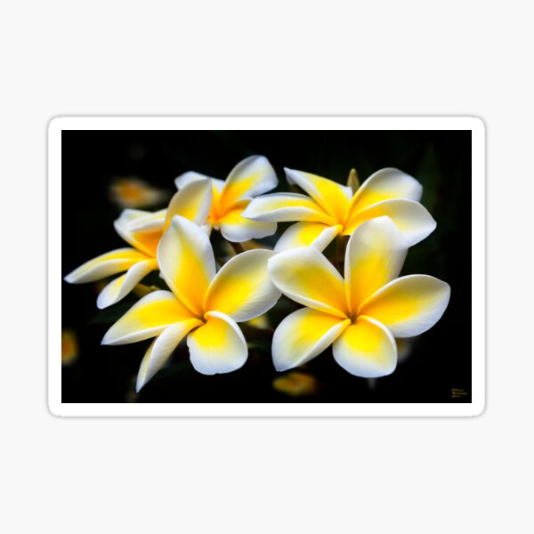 Plumeria, Frangipani, Sticker