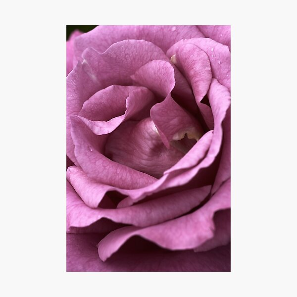 Dusty Pink Photographic Print