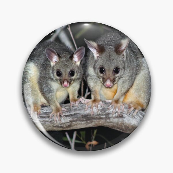 Item preview, © Australian brushtail possums designed and sold by GeoPipics.